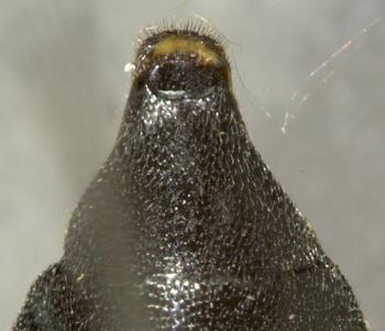 Media type: image;   Entomology 2675 Aspect: anal sclerite